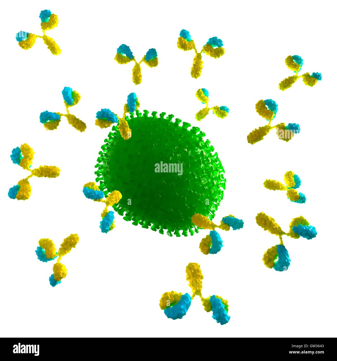 Virus being attacked by antibodies, illustration Stock Photo - Alamy
