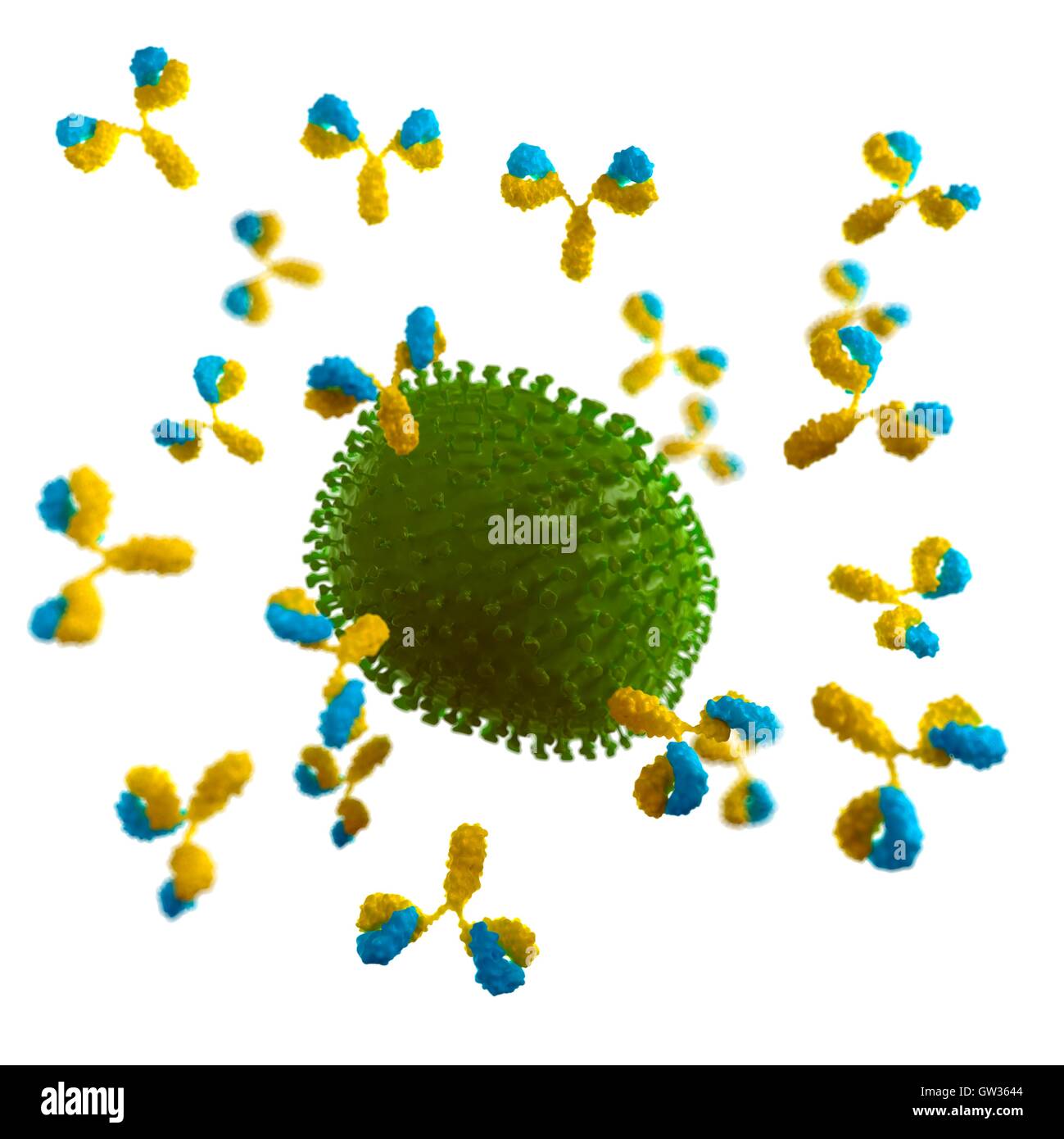 Virus being attacked by antibodies, illustration Stock Photo - Alamy