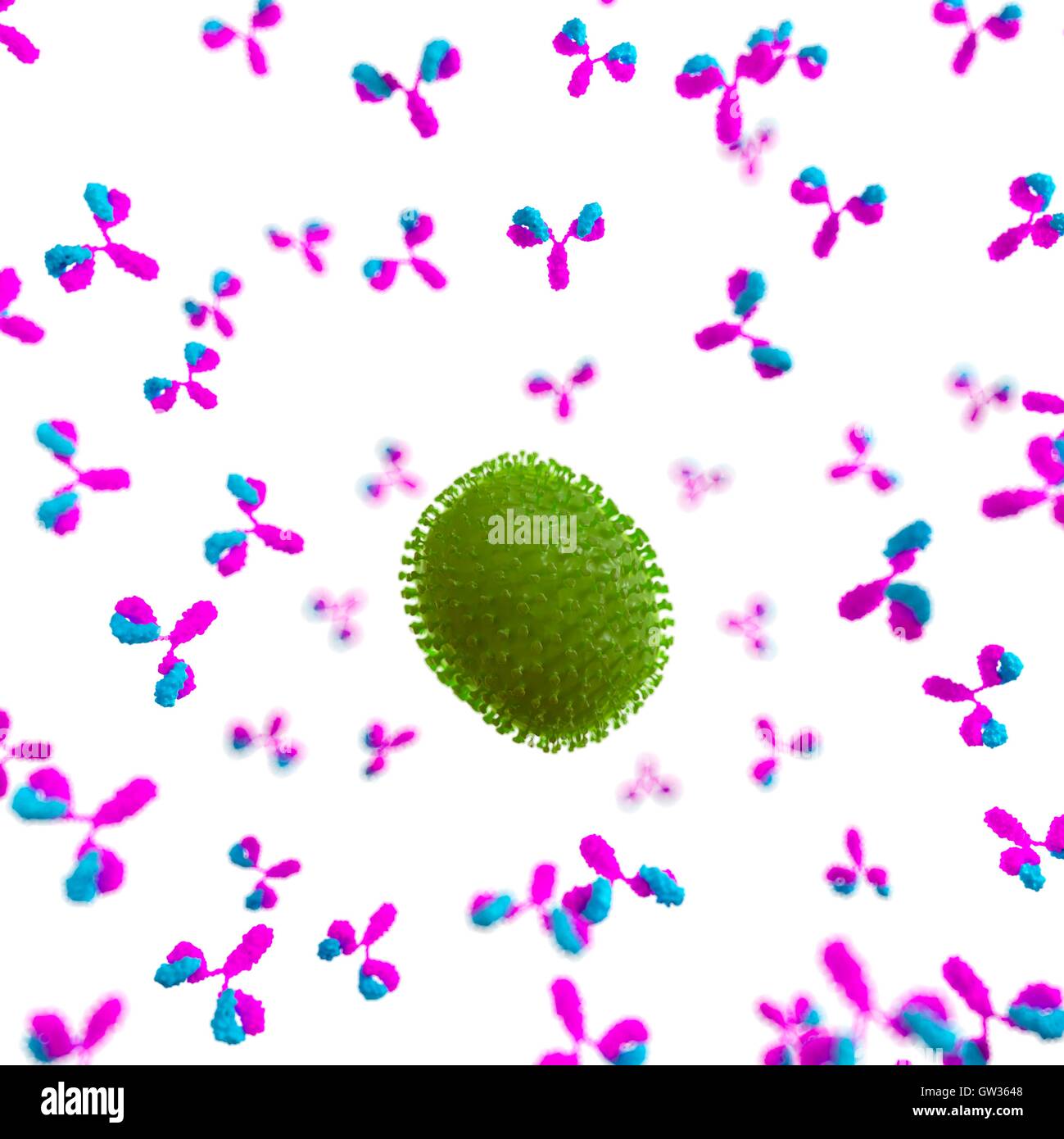 Virus being attacked by antibodies, illustration Stock Photo - Alamy