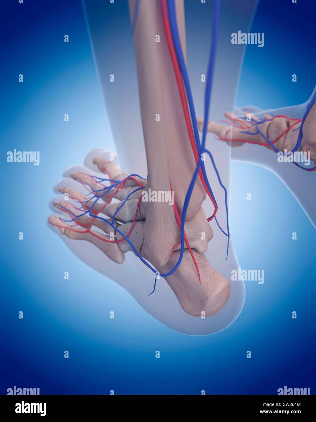 Foot Arteries Anatomy