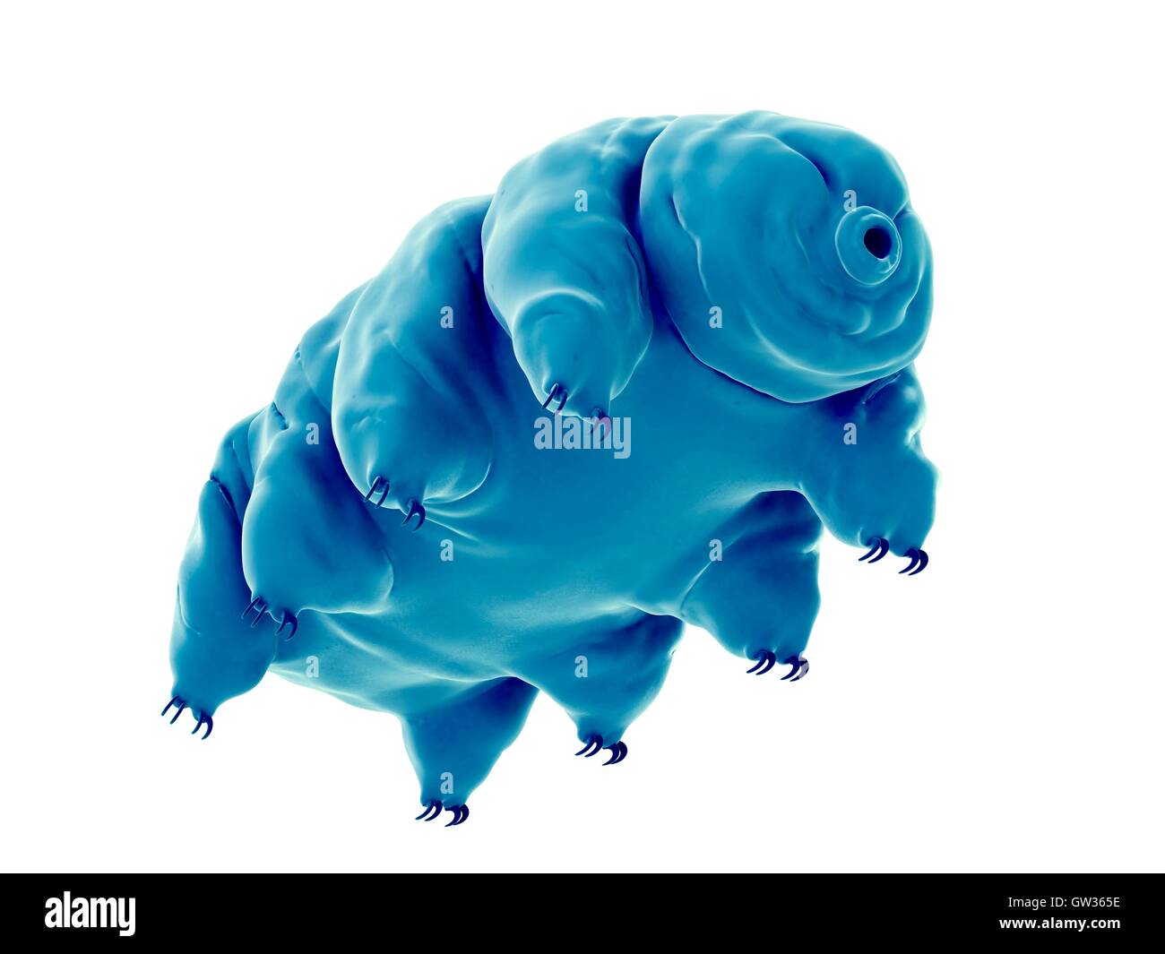 Water bear (Tardigrade), illustration. Stock Photo