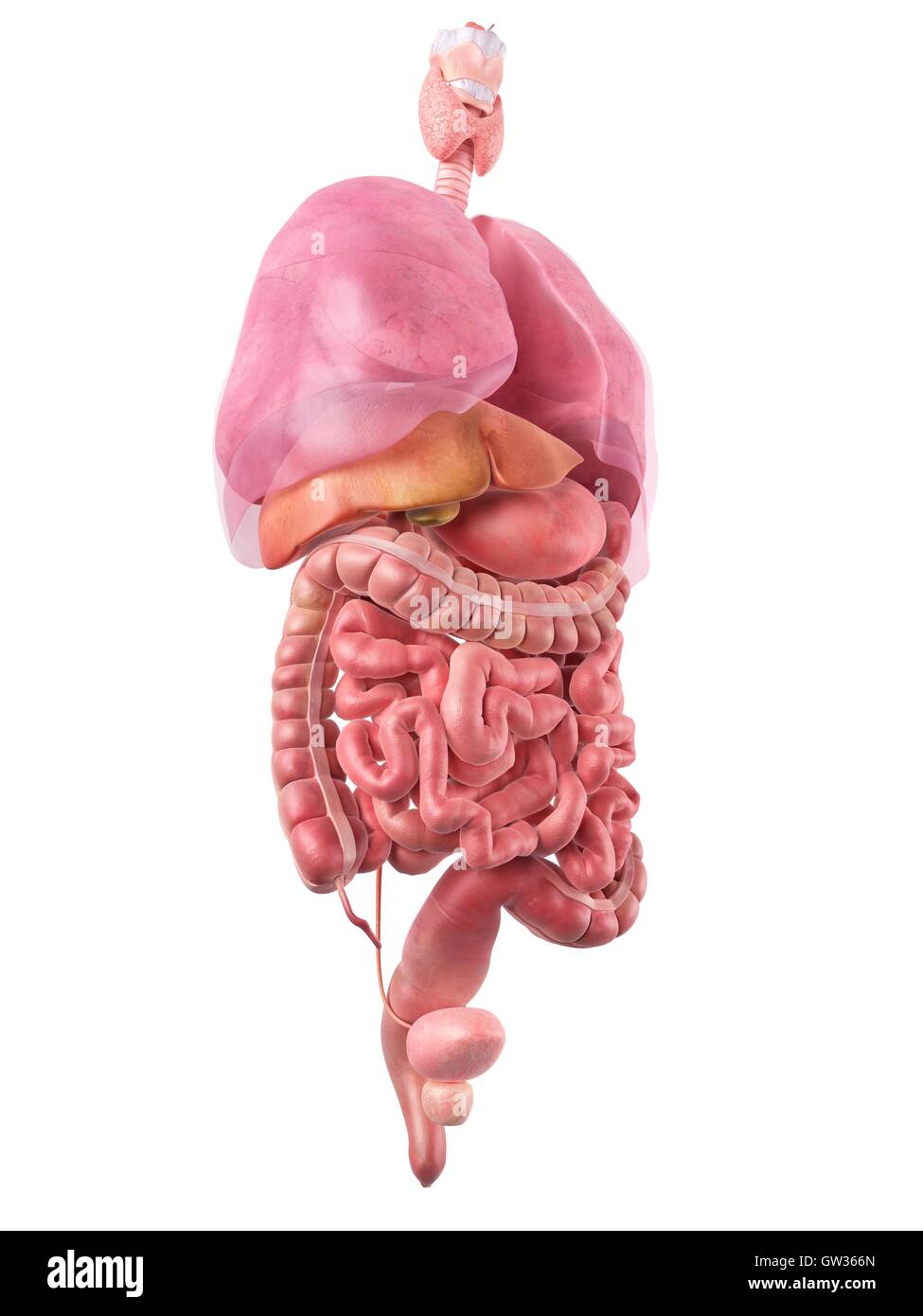 Human internal organs, illustration. Stock Photo