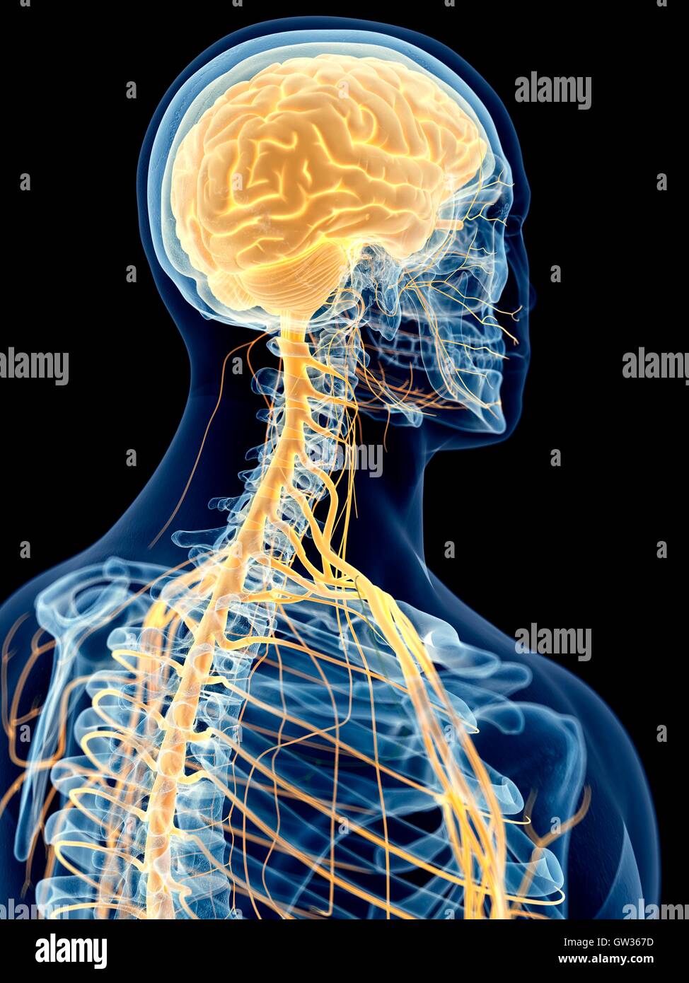 Cervical Spinal Nerves High Resolution Stock Photography and Images - Alamy