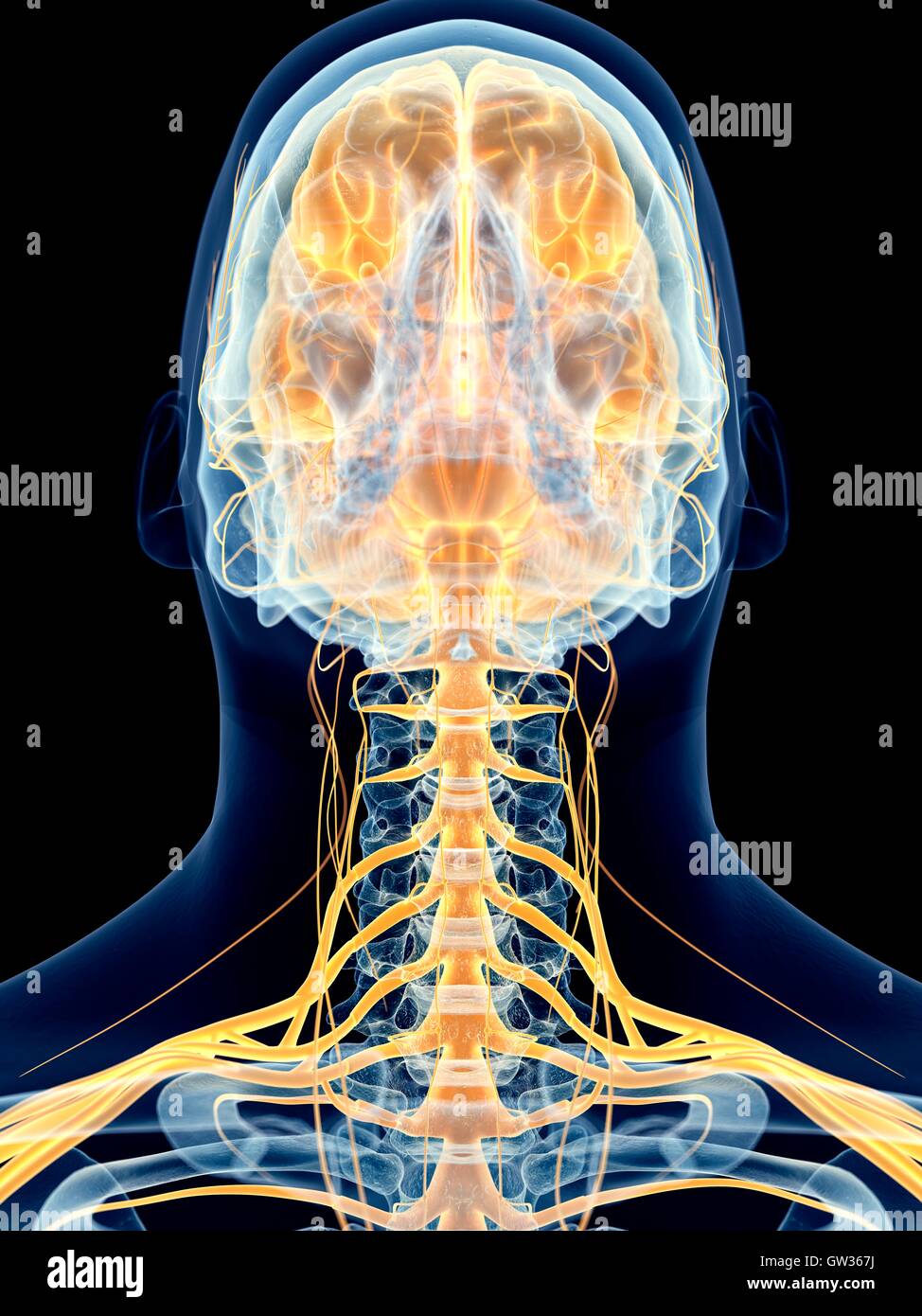 Human brain and cervical spine hi-res stock photography and images - Alamy