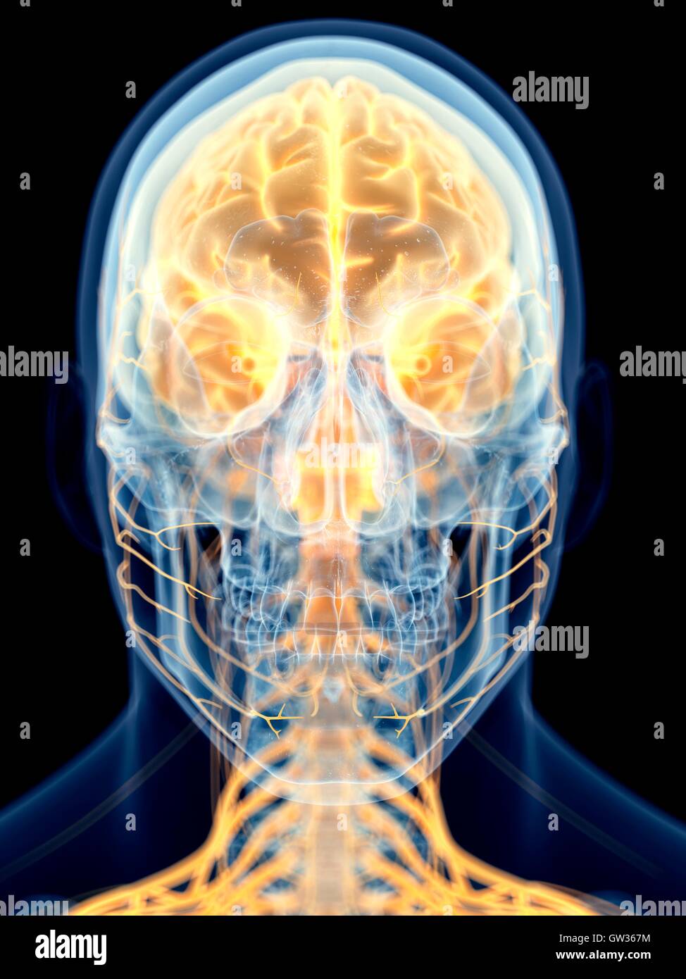 Human brain and cervical spine hi-res stock photography and images - Alamy