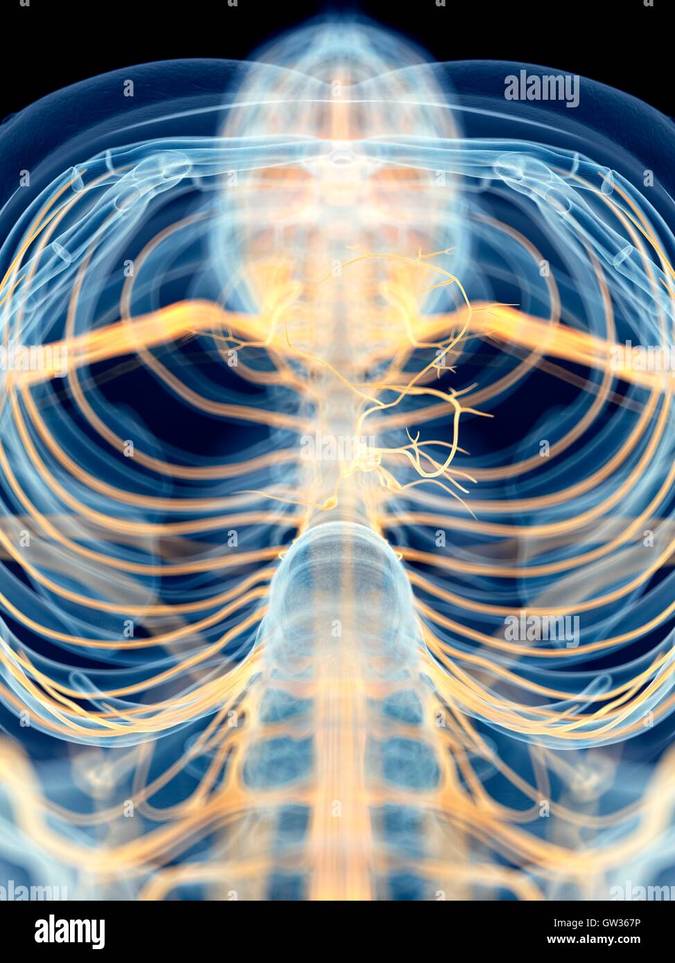 Human vagus nerve, illustration. Stock Photo