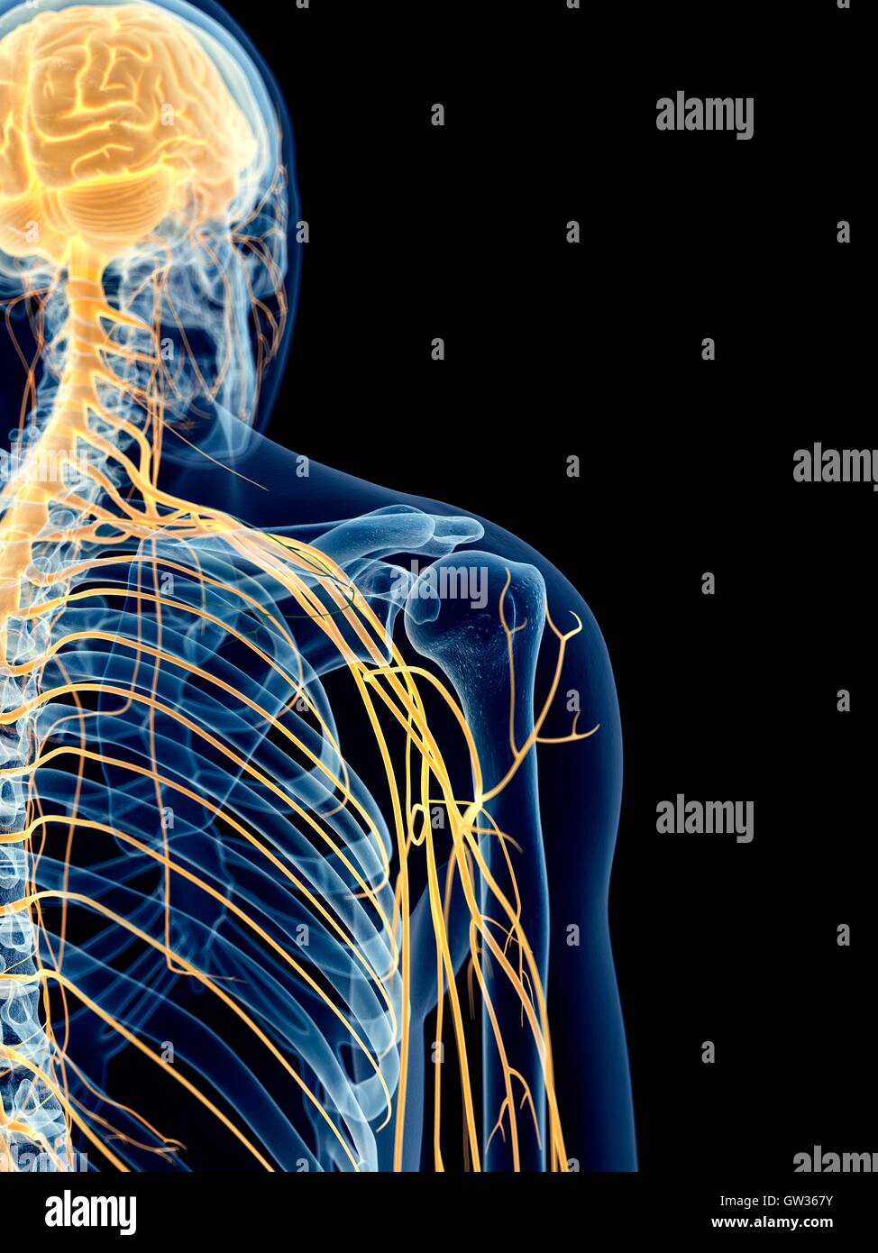 Human shoulder nerves, illustration, Stock Photo