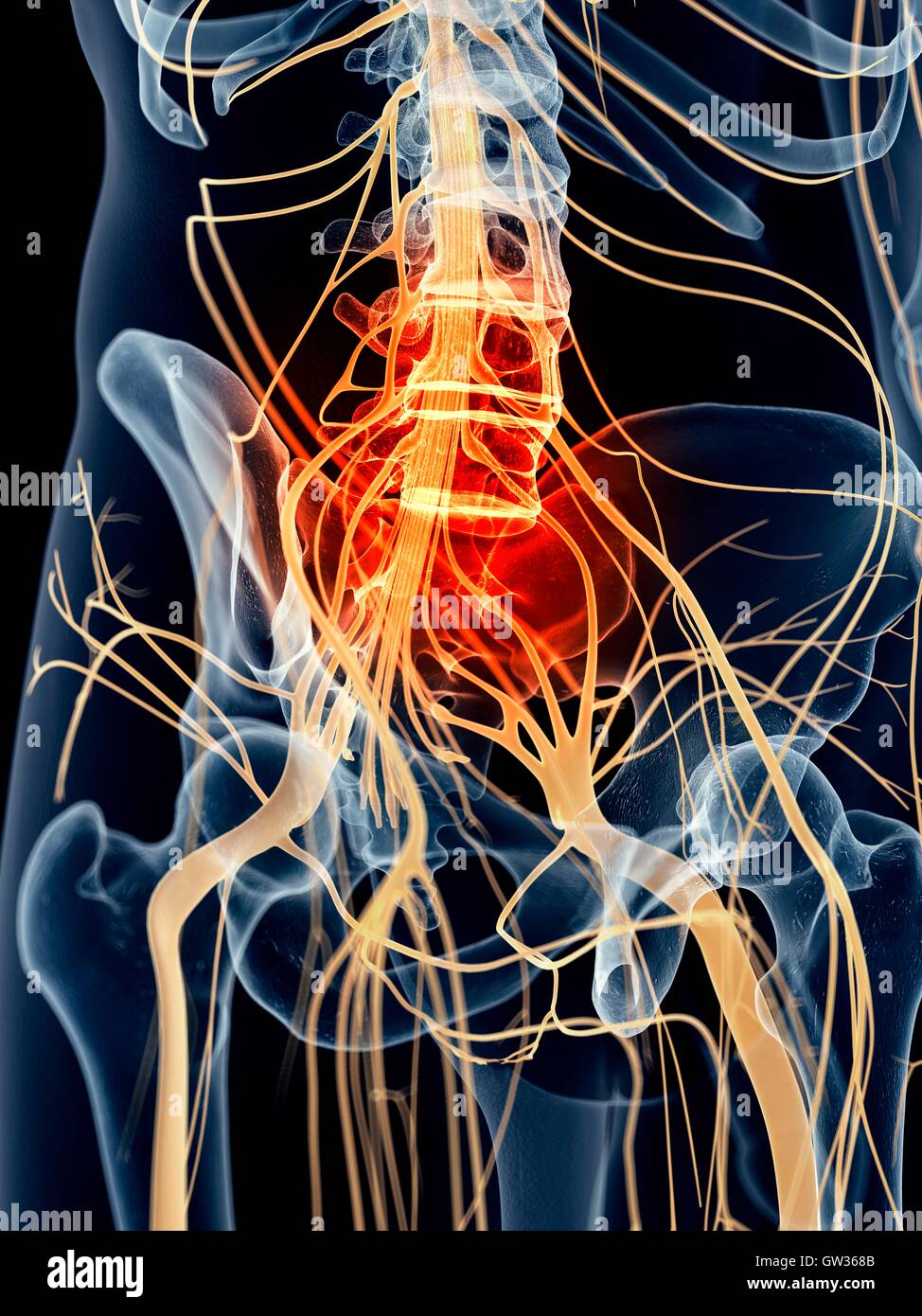 Human sacral nerve pain, illustration. Stock Photo