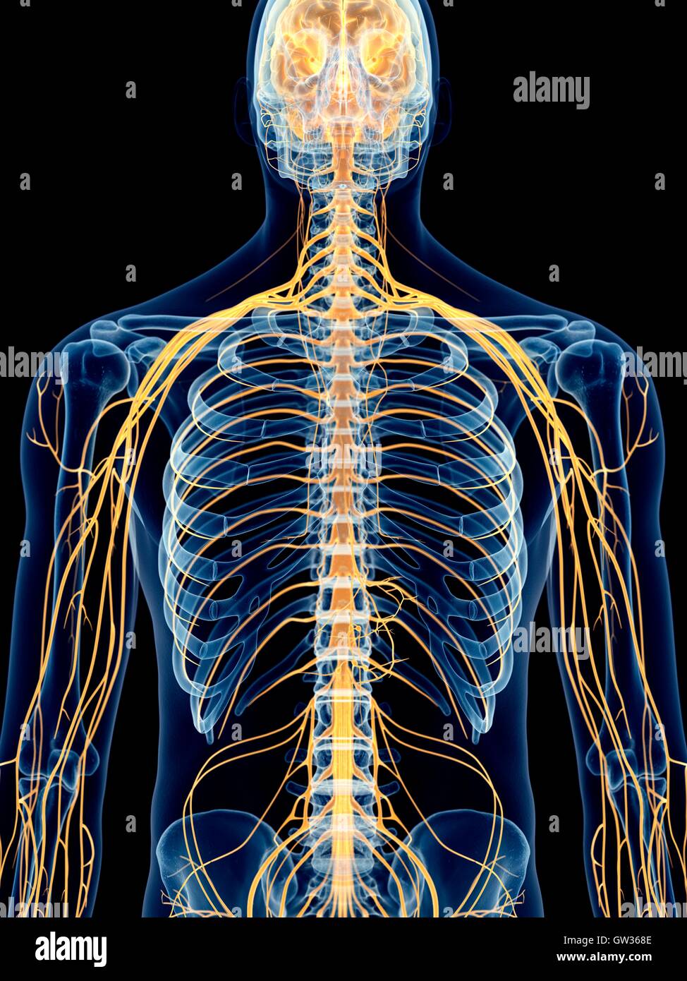 Intercostal nerves hi-res stock photography and images - Alamy