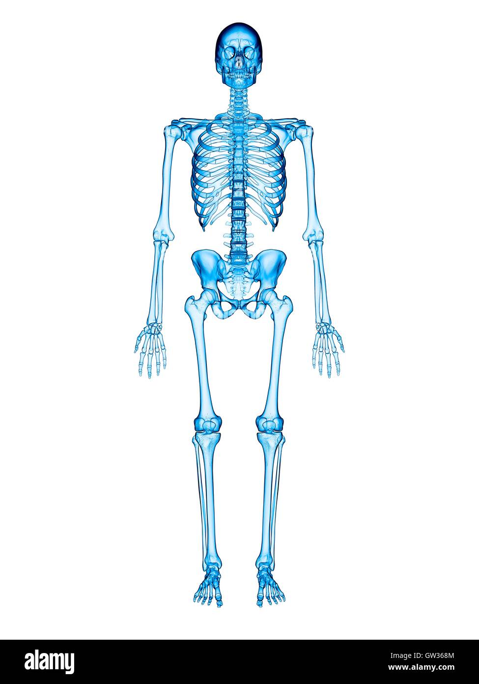 Human skeletal system, illustration Stock Photo - Alamy
