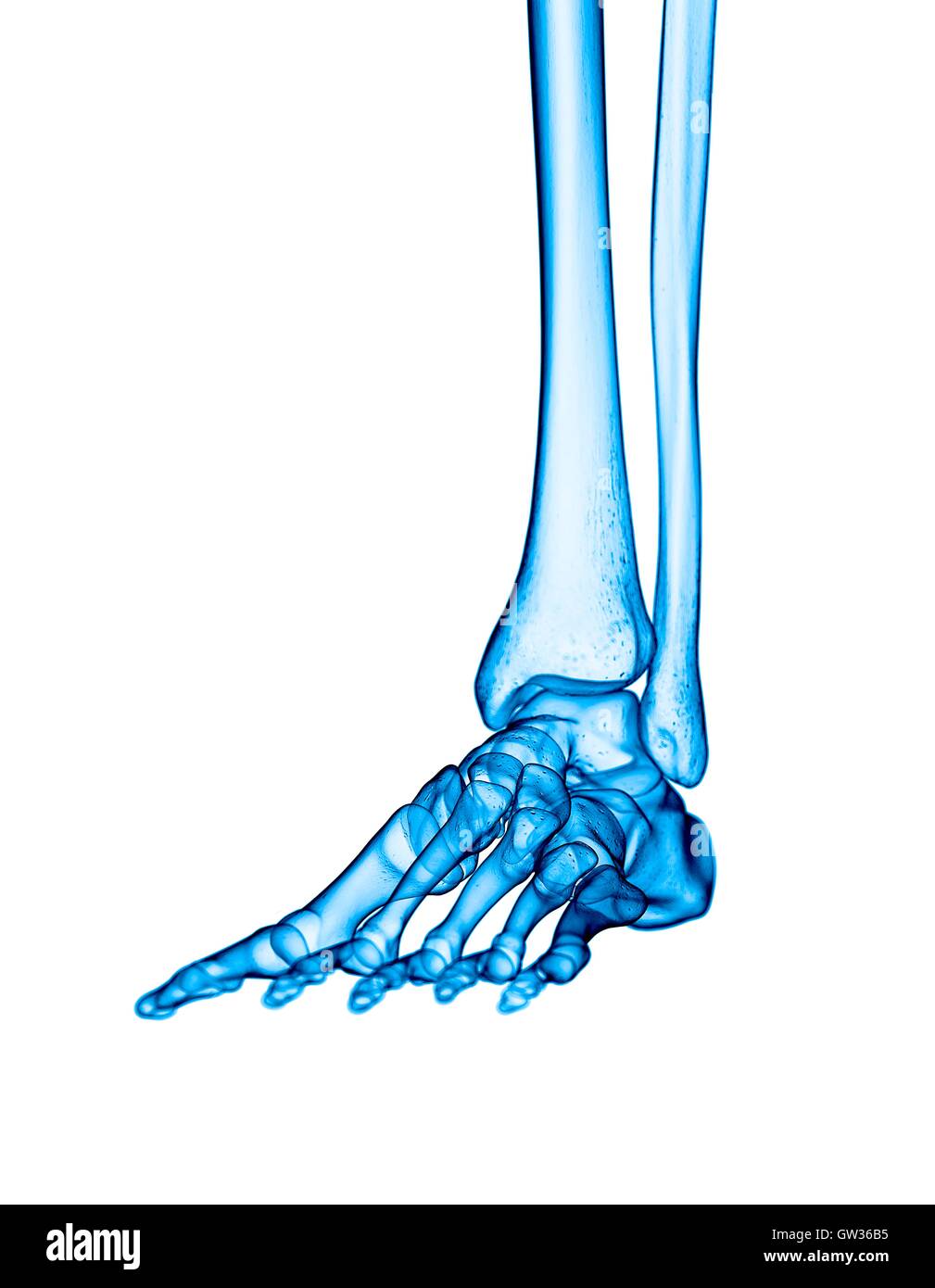 Human foot bones, illustration Stock Photo Alamy