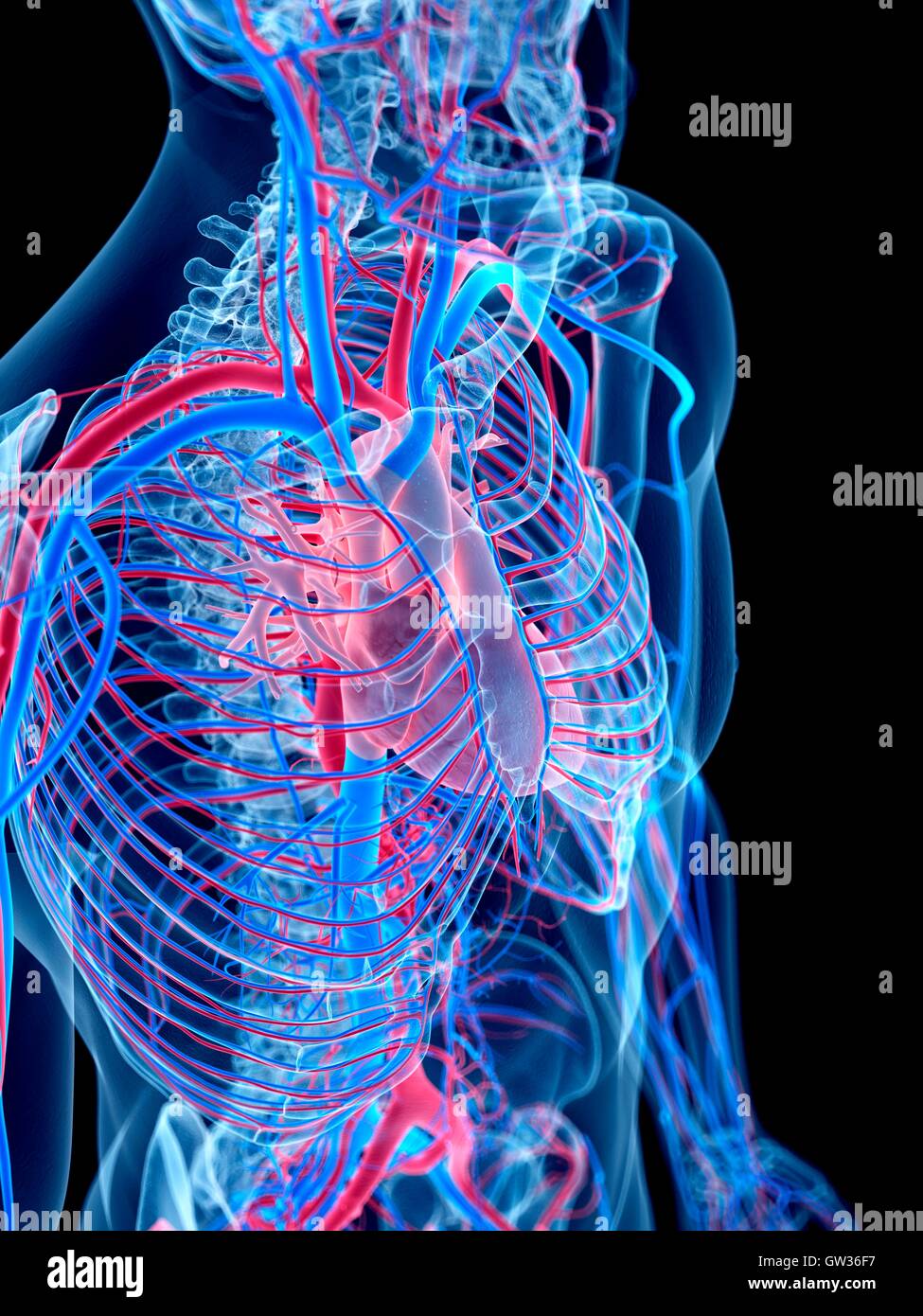 Human Cardiovascular System Illustration Stock Photo Alamy Human Cardiovascular System Illustration Stock Photo Alamy