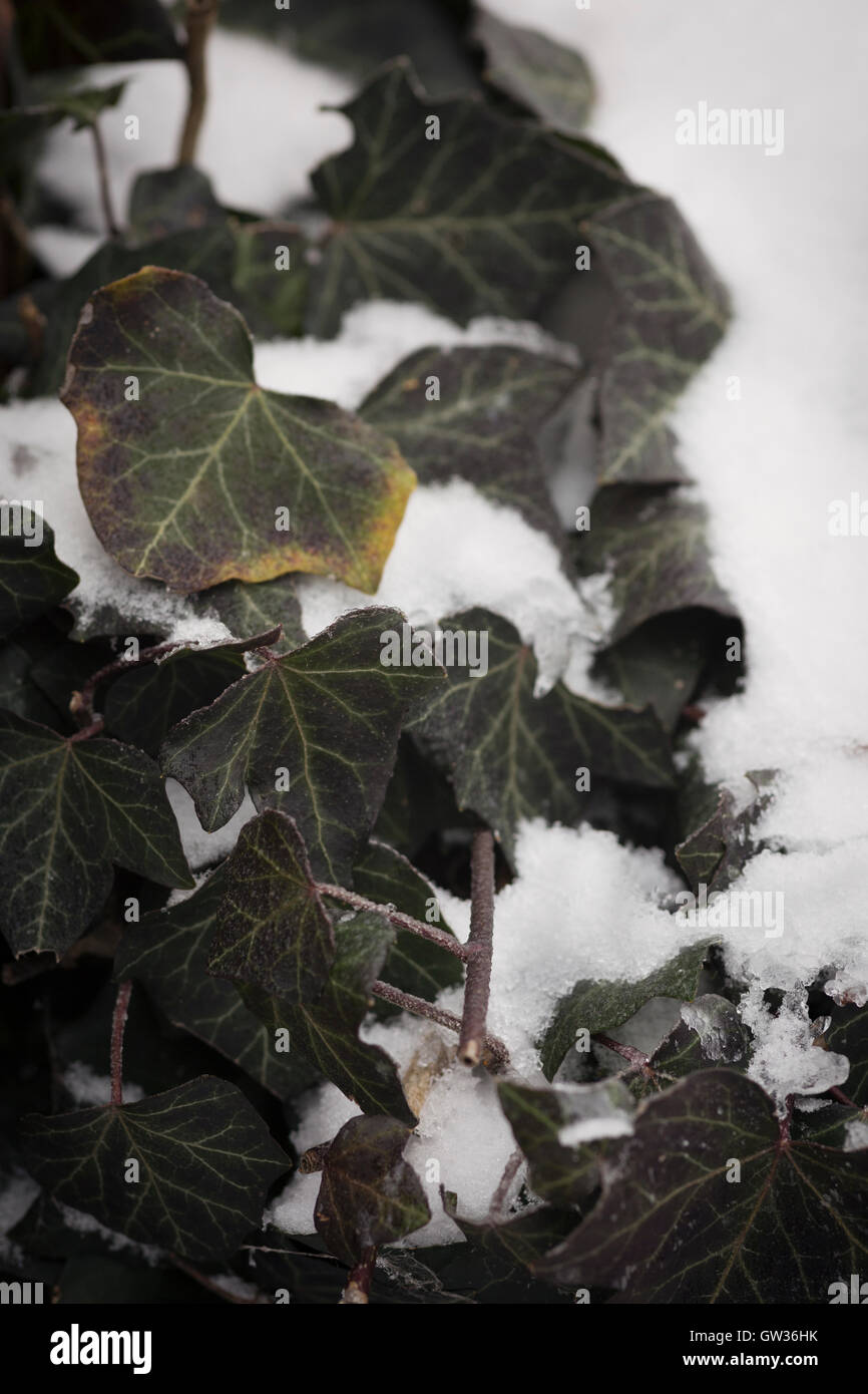 Ivy leaves in snow and frost Stock Photo