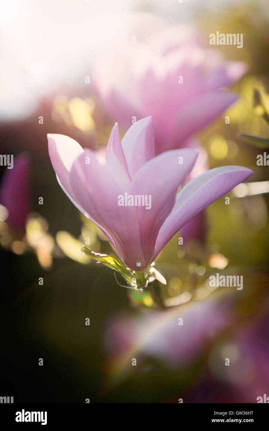Flowering Magnolia Tree with Pink Blossom Stock Photo - Alamy