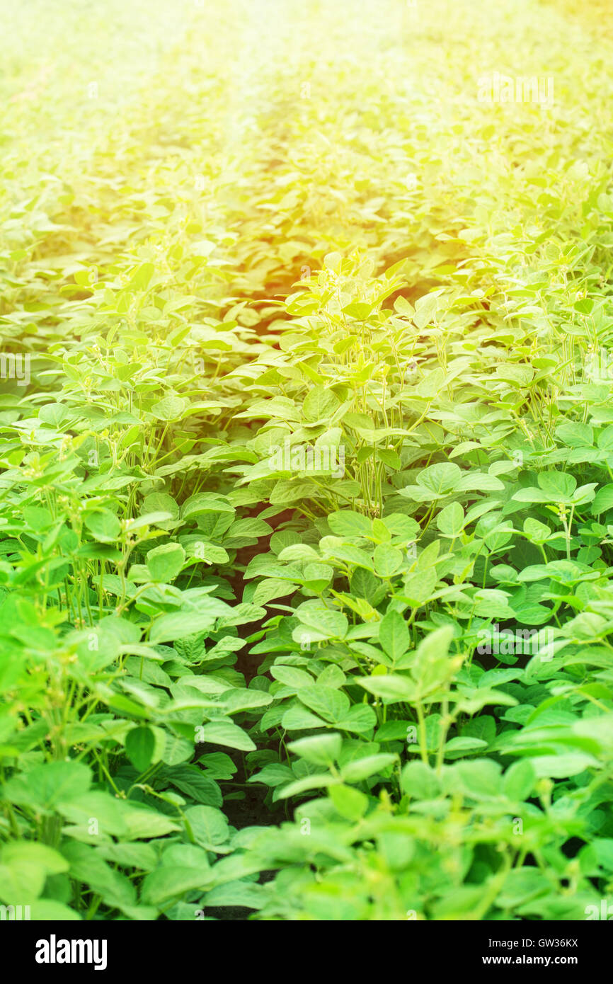 Soy agriculture hi-res stock photography and images - Alamy