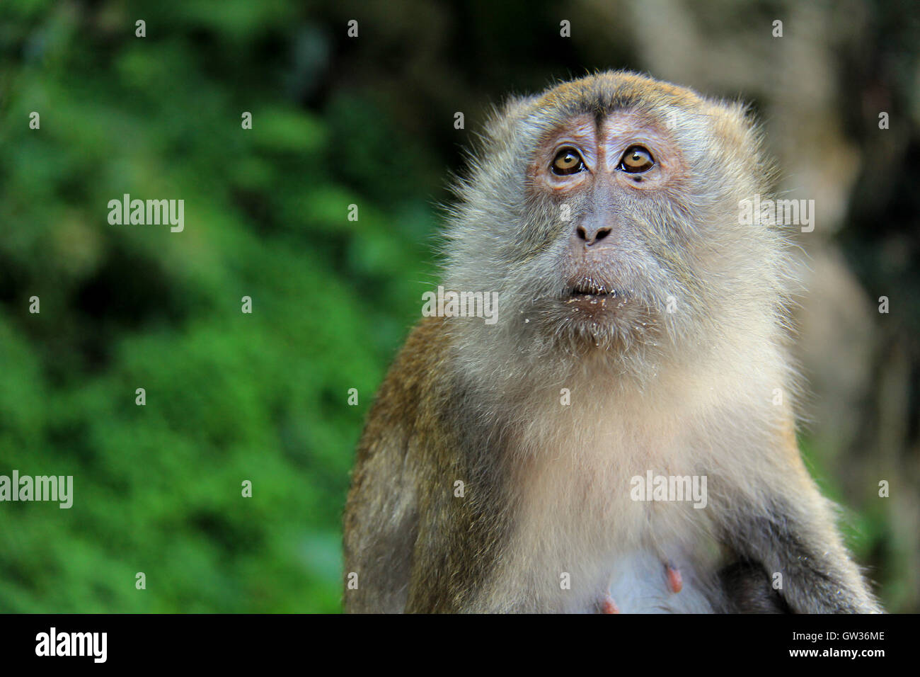 Scared monkey hires stock photography and images Alamy