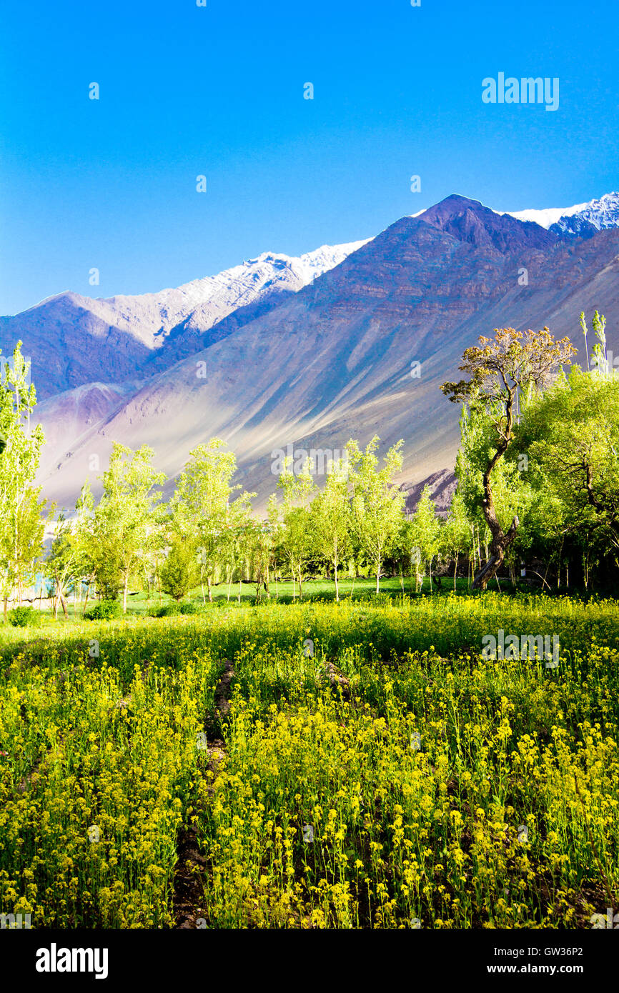 Ladakh Kashmir Stock Photo