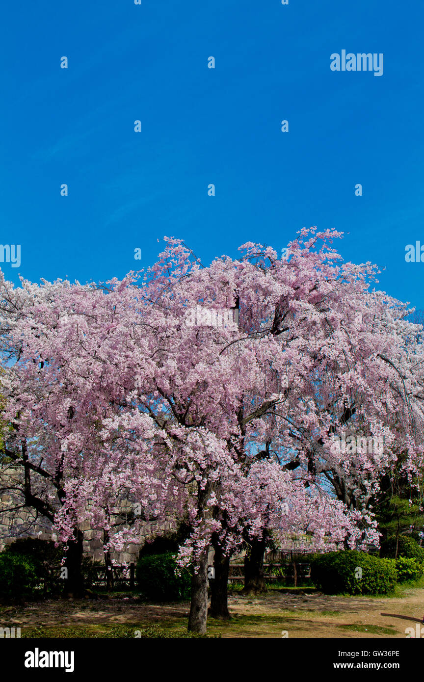 Giant cherry blossoms tree Stock Photo Alamy