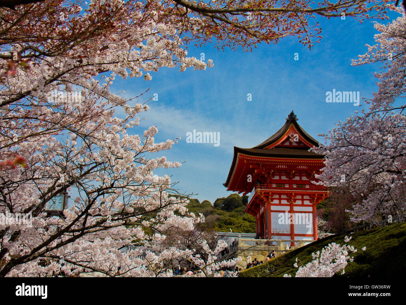 Cherry blossoms in Kyoto Japan Stock Photo - Alamy