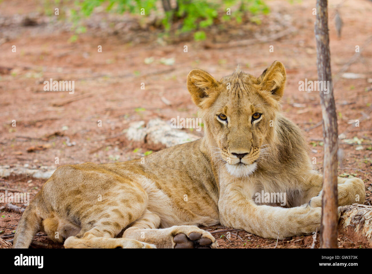 Lion in African Safari Stock Photo
