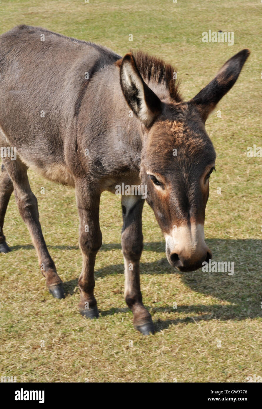 Miniature donkey hires stock photography and images Alamy
