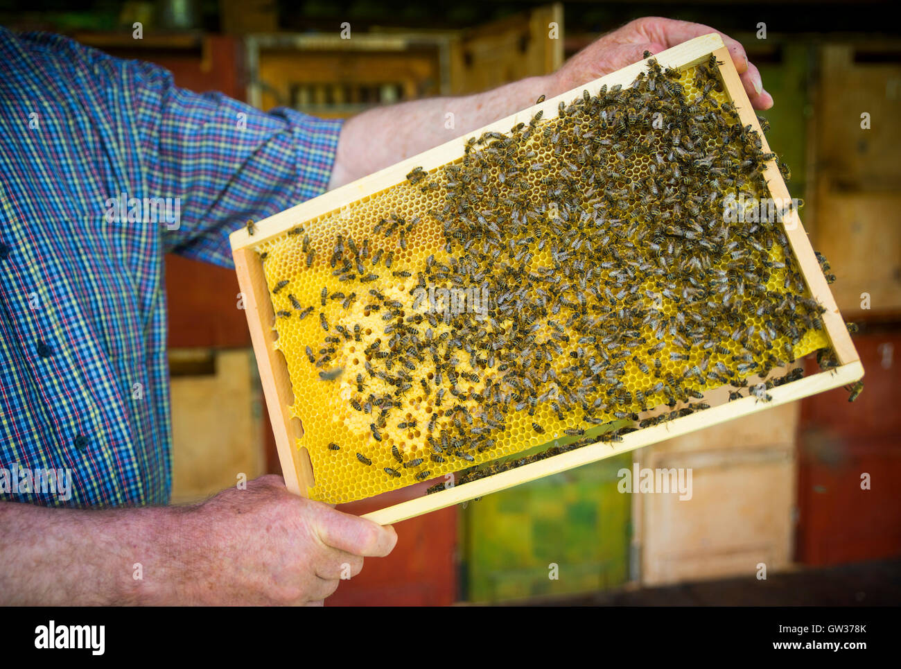 Bee apiary Stock Photo