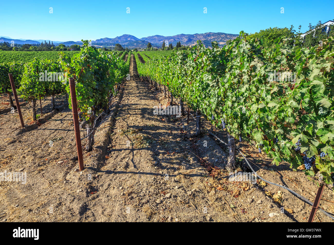 Rows of grape vines Stock Photo - Alamy