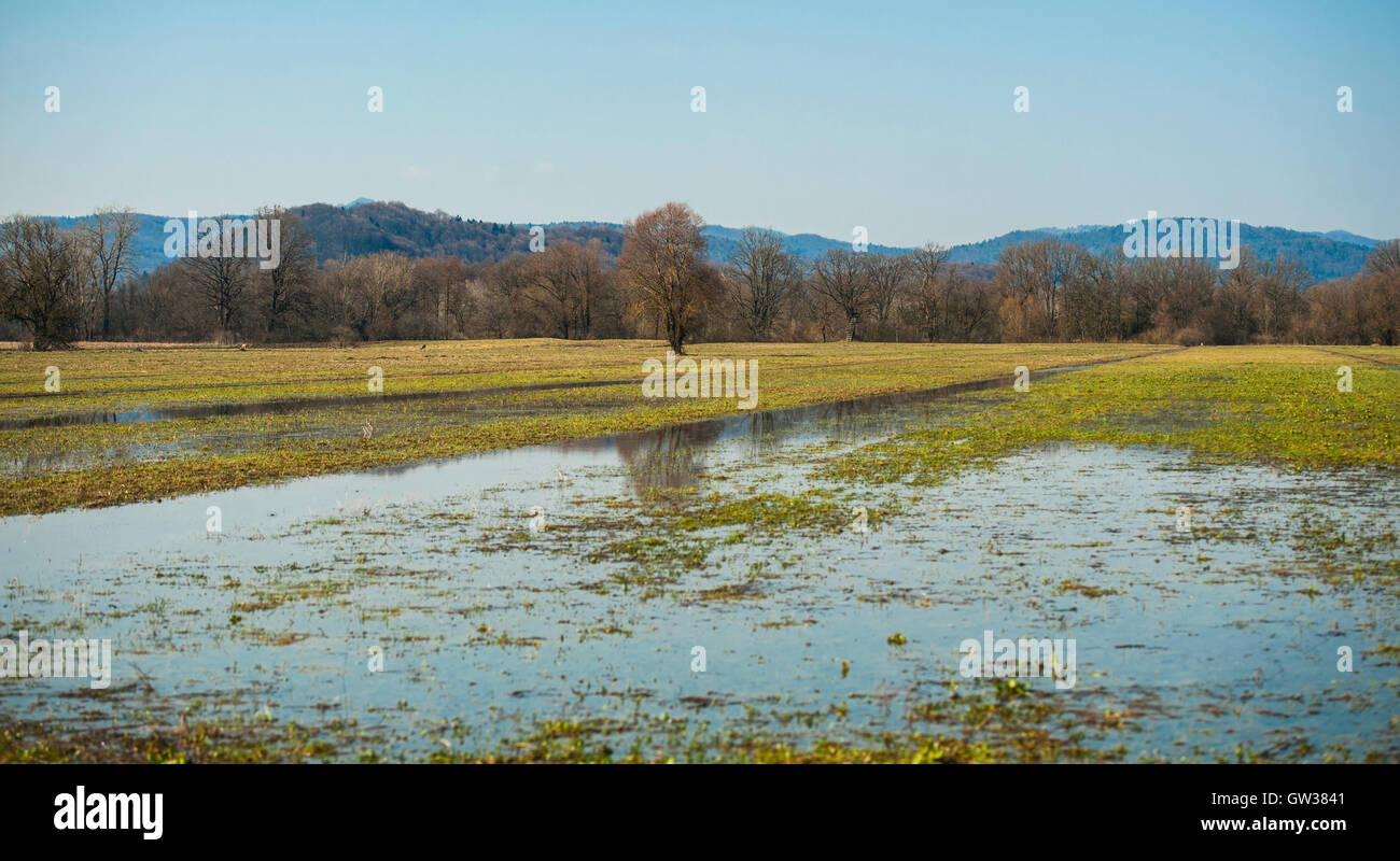 Ljubljana marsh, Slovenia Stock Photo