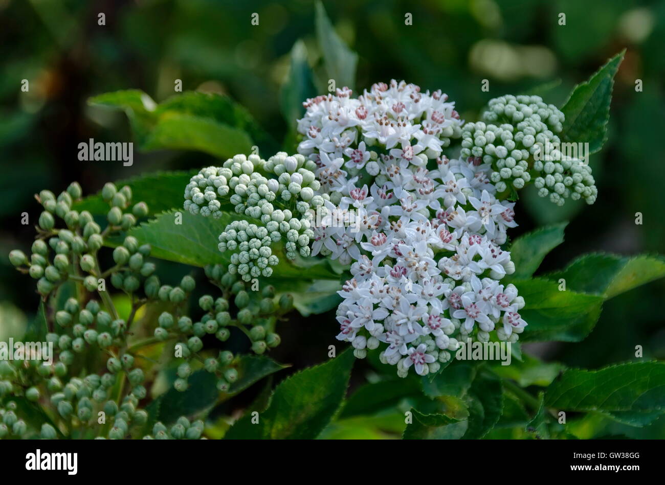 Sambucus nigra or elder in the summer field, Zavet, Bulgaria Stock Photo