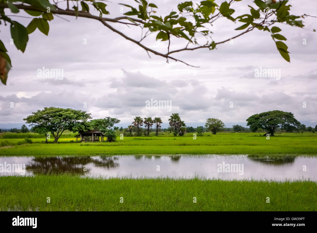 Green Terraced Rice Field Stock Photo