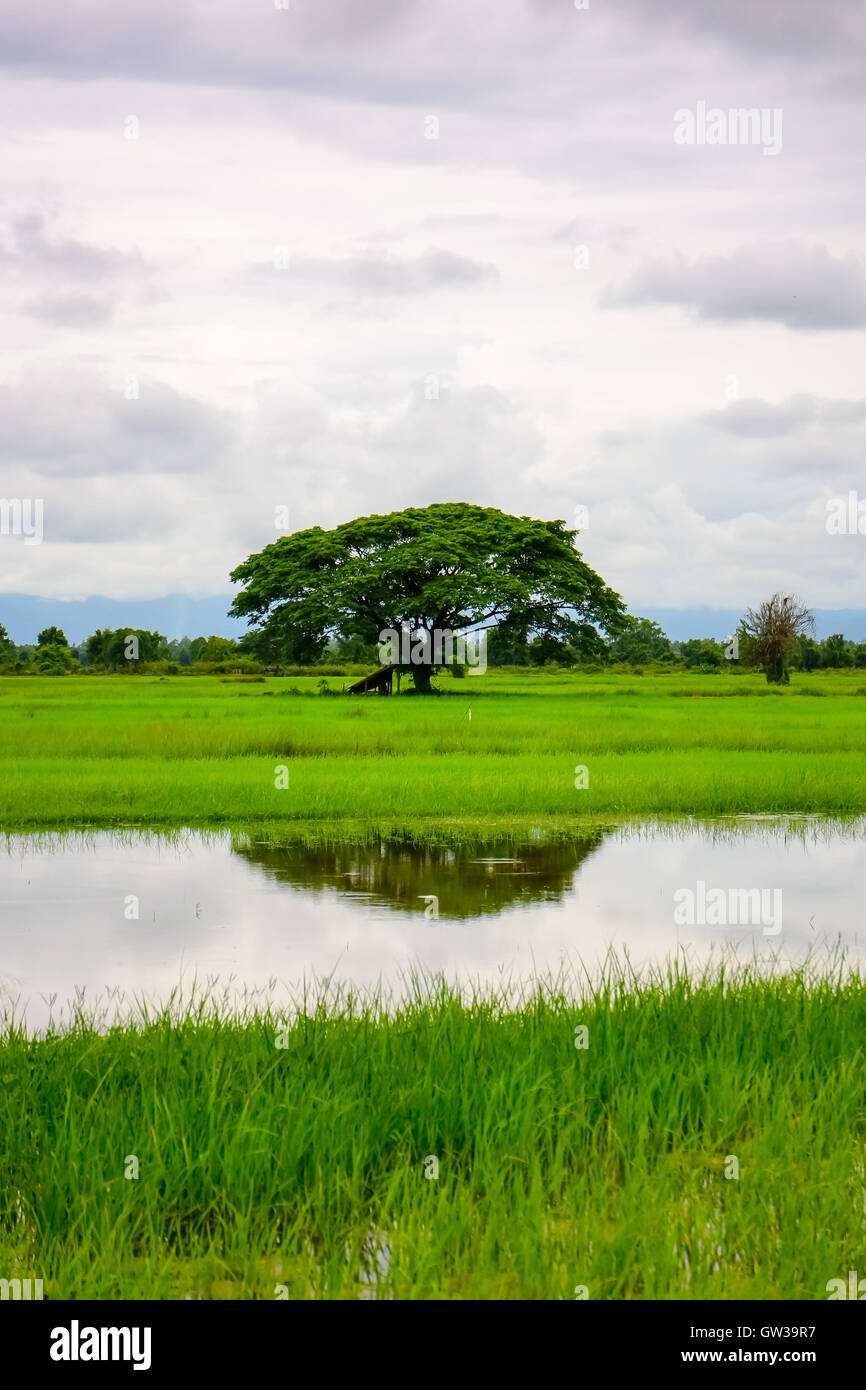 Green Terraced Rice Field Stock Photo