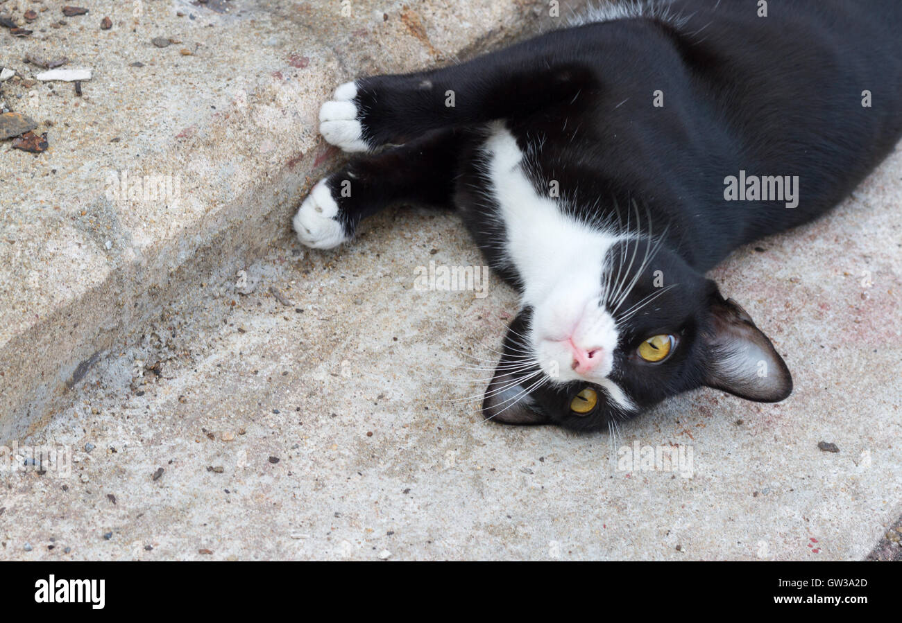 Cats sleep on the concrete floor Stock Photo Alamy