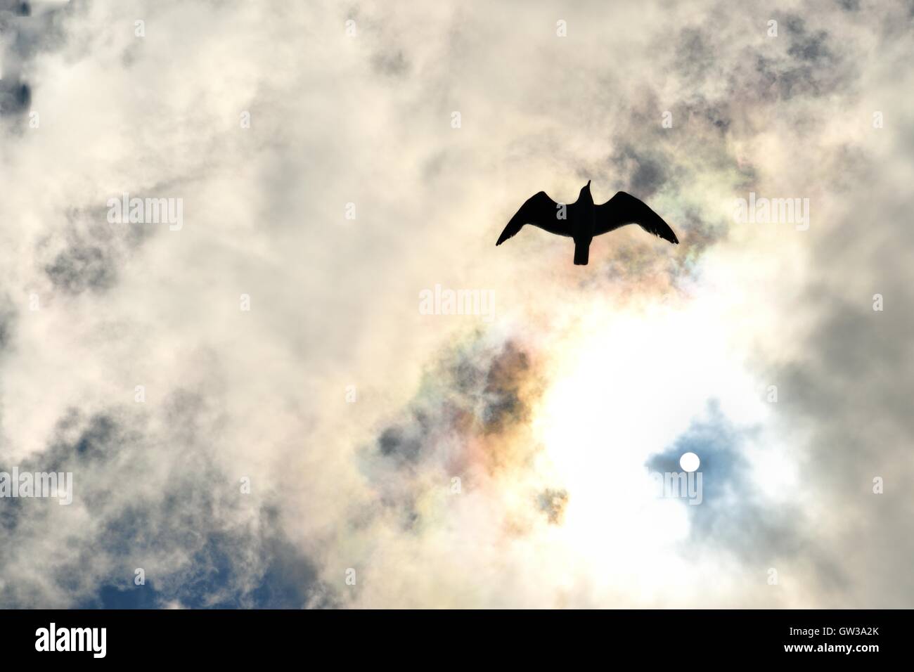 Seagull silhouette (backlight), in flight trough the clouds. Stock Photo