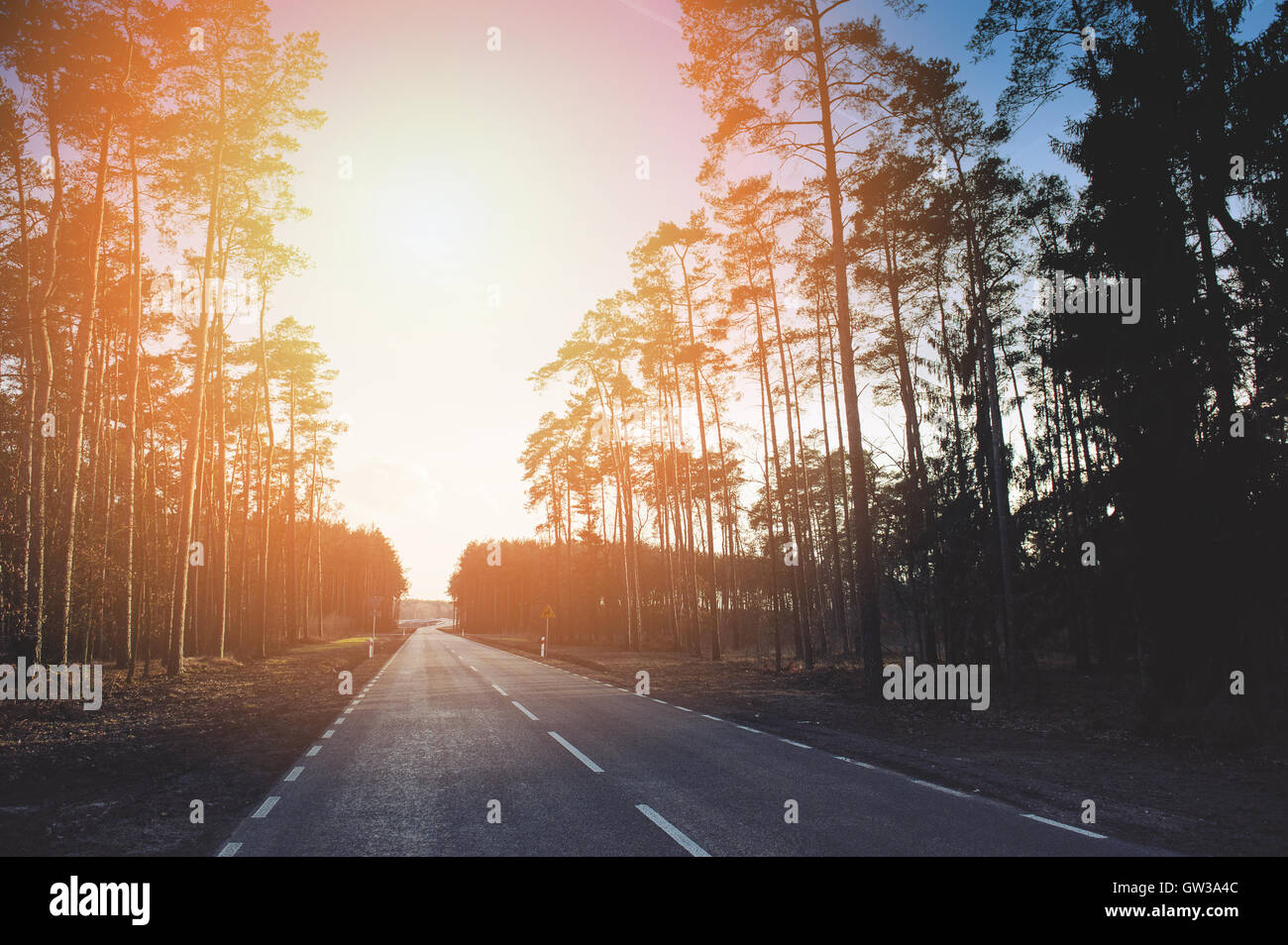 new asphalt road and pine tree forest at dusk Stock Photo - Alamy