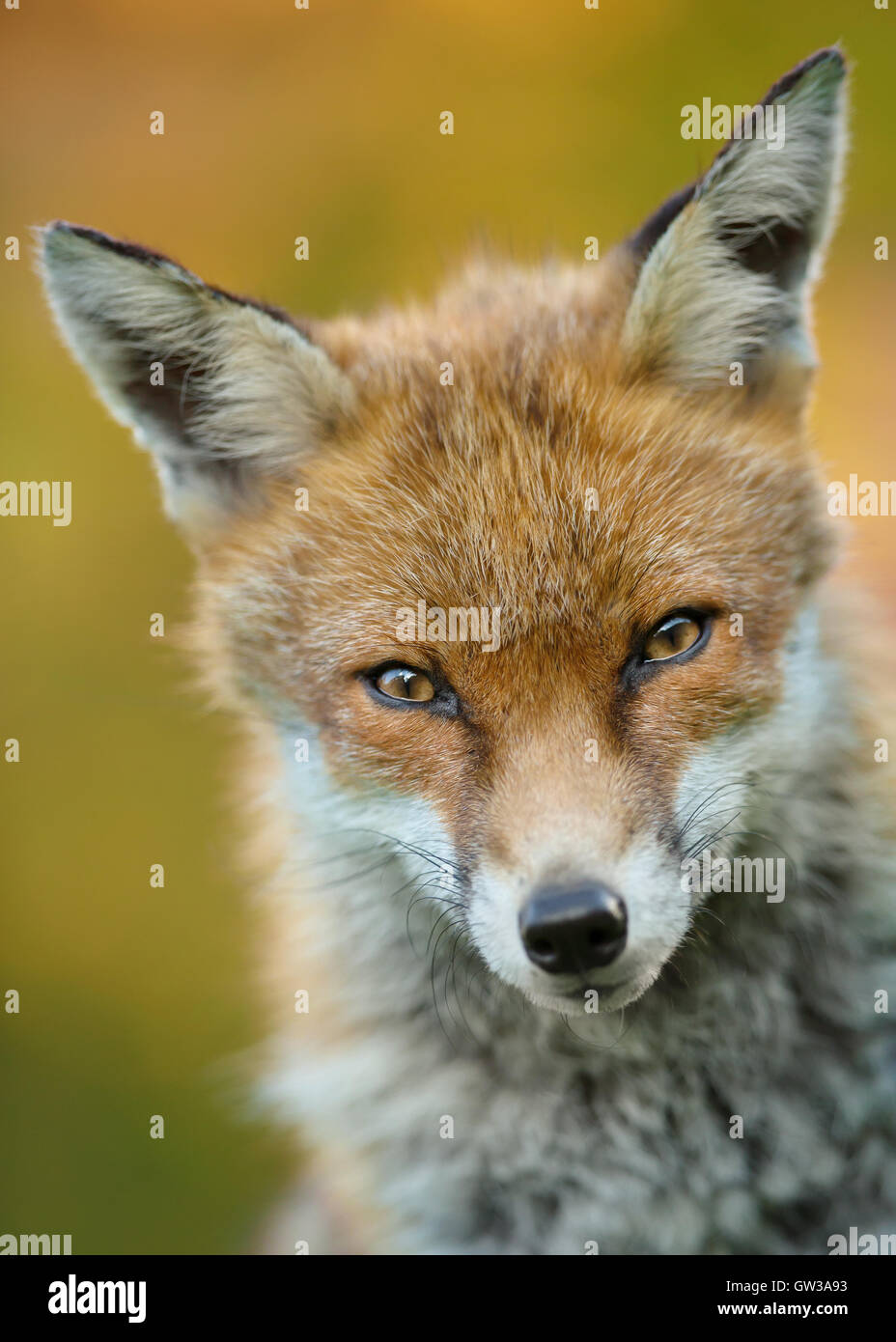 Portrait of a young male red fox Stock Photo
