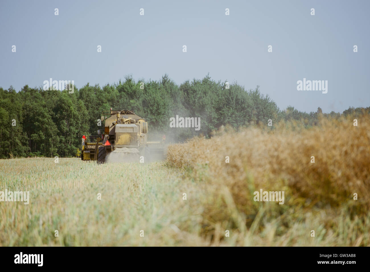 Combine harvesting the rape field at summer Stock Photo - Alamy