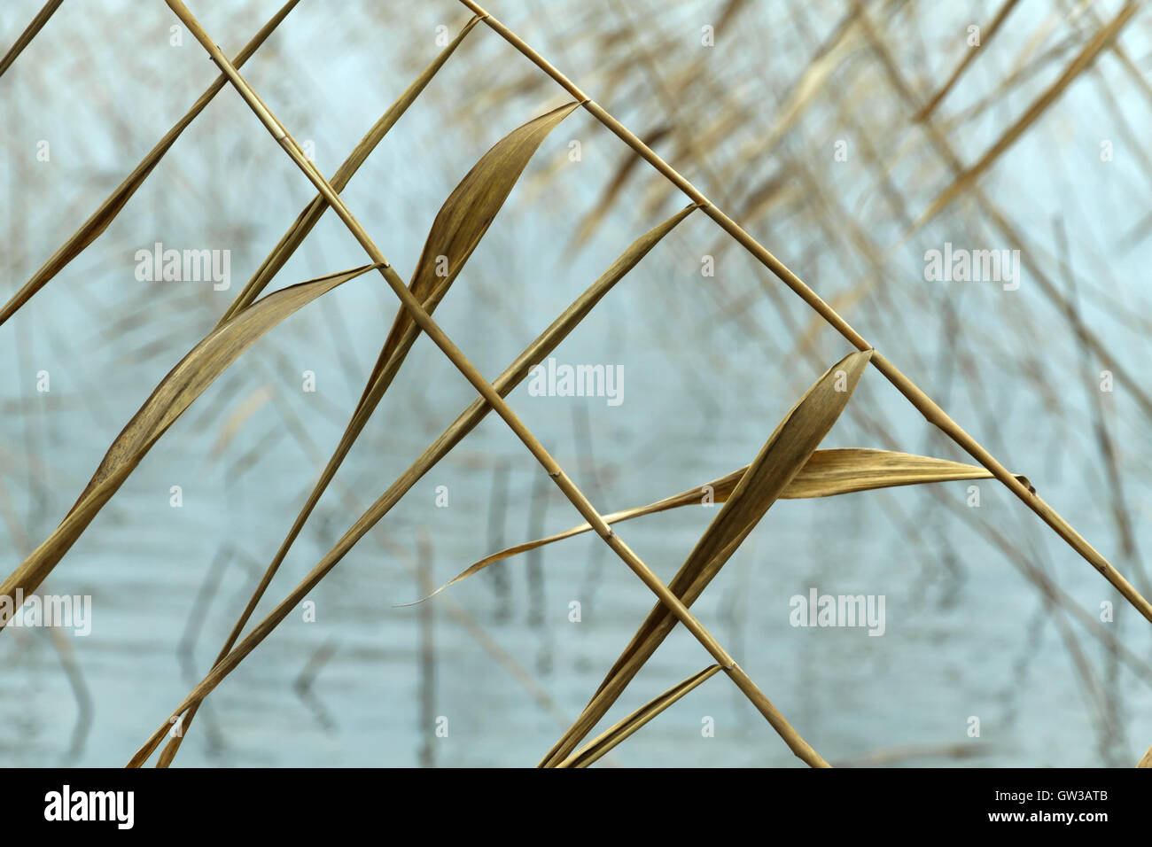 Abstract seasonal autumn background: dry plant / reed / reeds bush closeup forming a geometric pattern Stock Photo