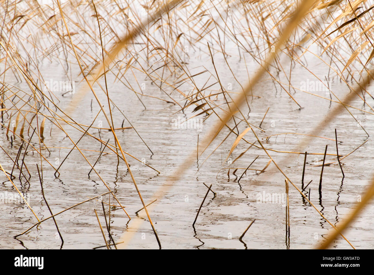 Abstract seasonal autumn background: dry plant / reed / reeds bush closeup forming a geometric pattern Stock Photo