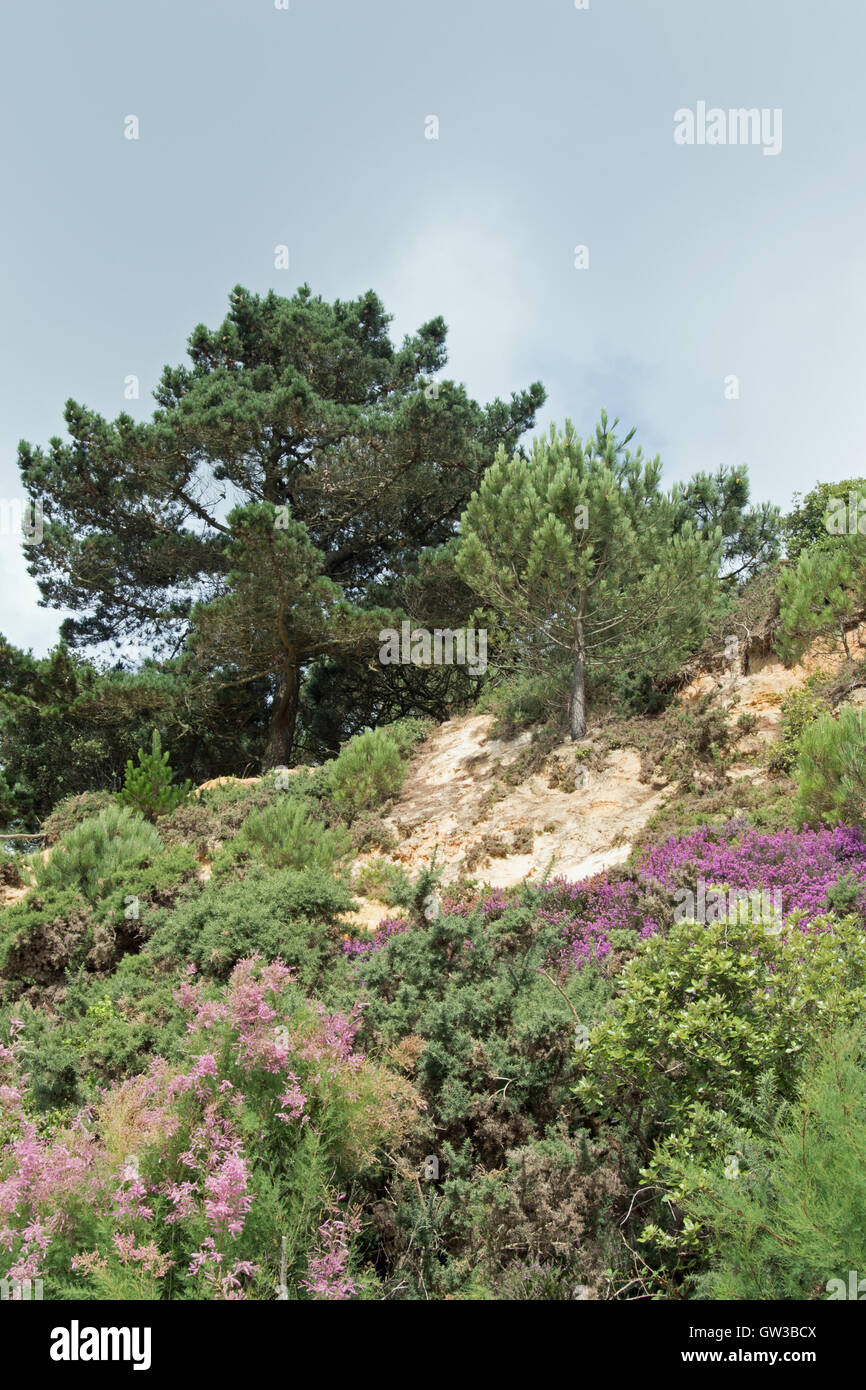 Canford Cliffs, Branksome Chine, overlooking Poole Bay, Dorset, UK Stock Photo Alamy