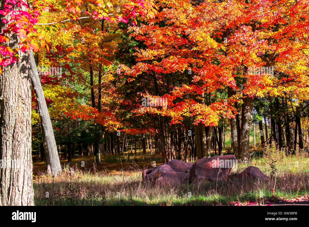 Hardwood trees hires stock photography and images Alamy