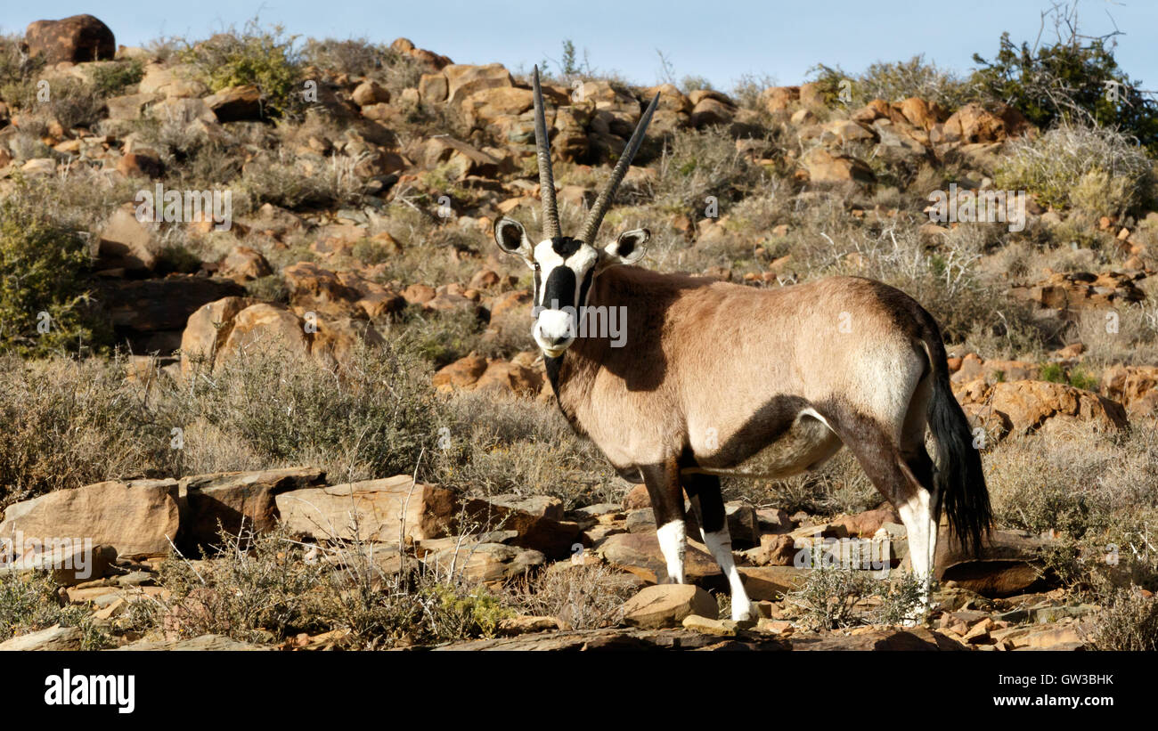 Gemsbok - The Karoo National Park, founded in 1979, is a wildlife reserve in the Great Karoo area of the Western Cape, South Afr Stock Photo