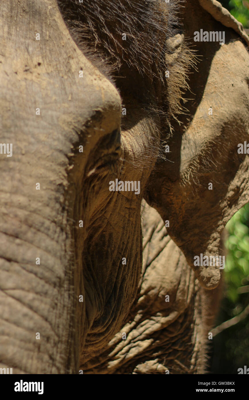 Elephant hair hi-res stock photography and images - Alamy Elephant hair hi-res stock photography and images - Alamy