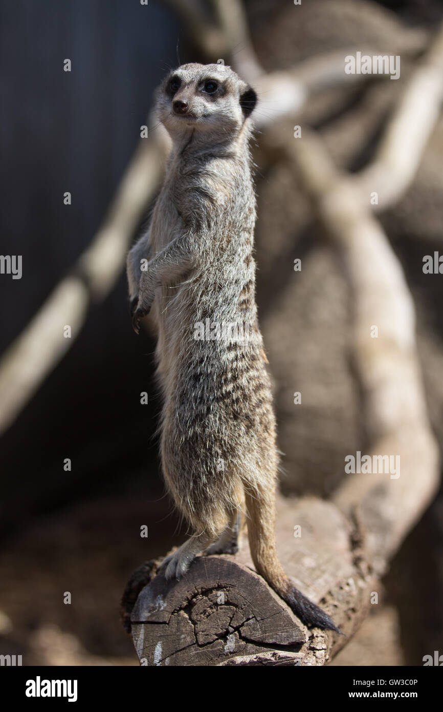 meerkat on lookout Stock Photo