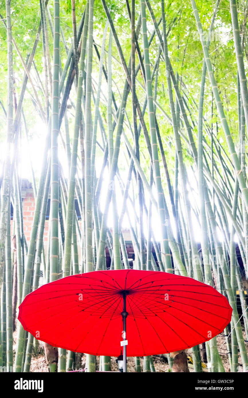 Guadua Trees (Bamboo) with Red Parasol Stock Photo