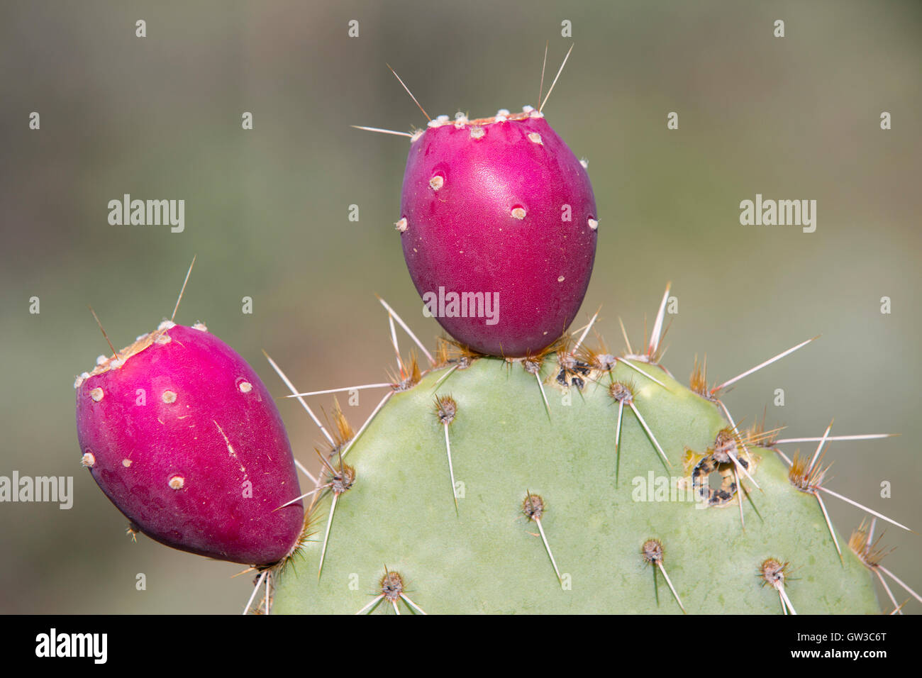 Prickly Pear cactus (Opuntia) fruit, Arizona Sonora Desert Museum Stock Photo