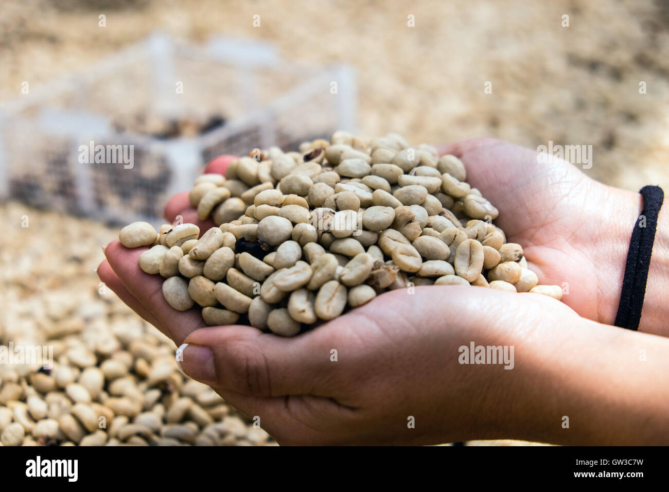 Colombian Coffee Beans Stock Photo