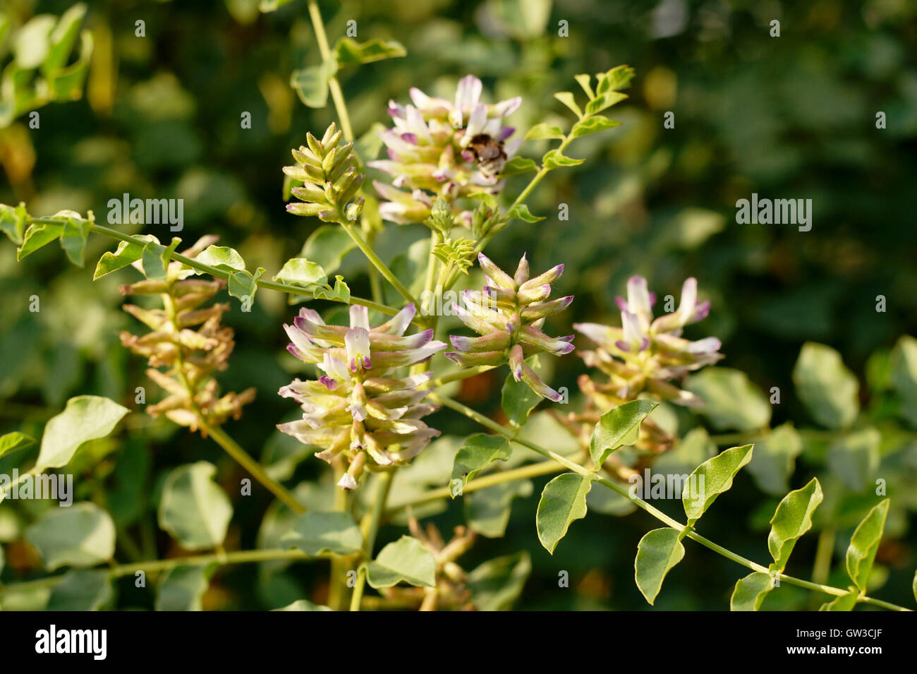 Liquorice plant glycyrrhiza glabra hires stock photography and images