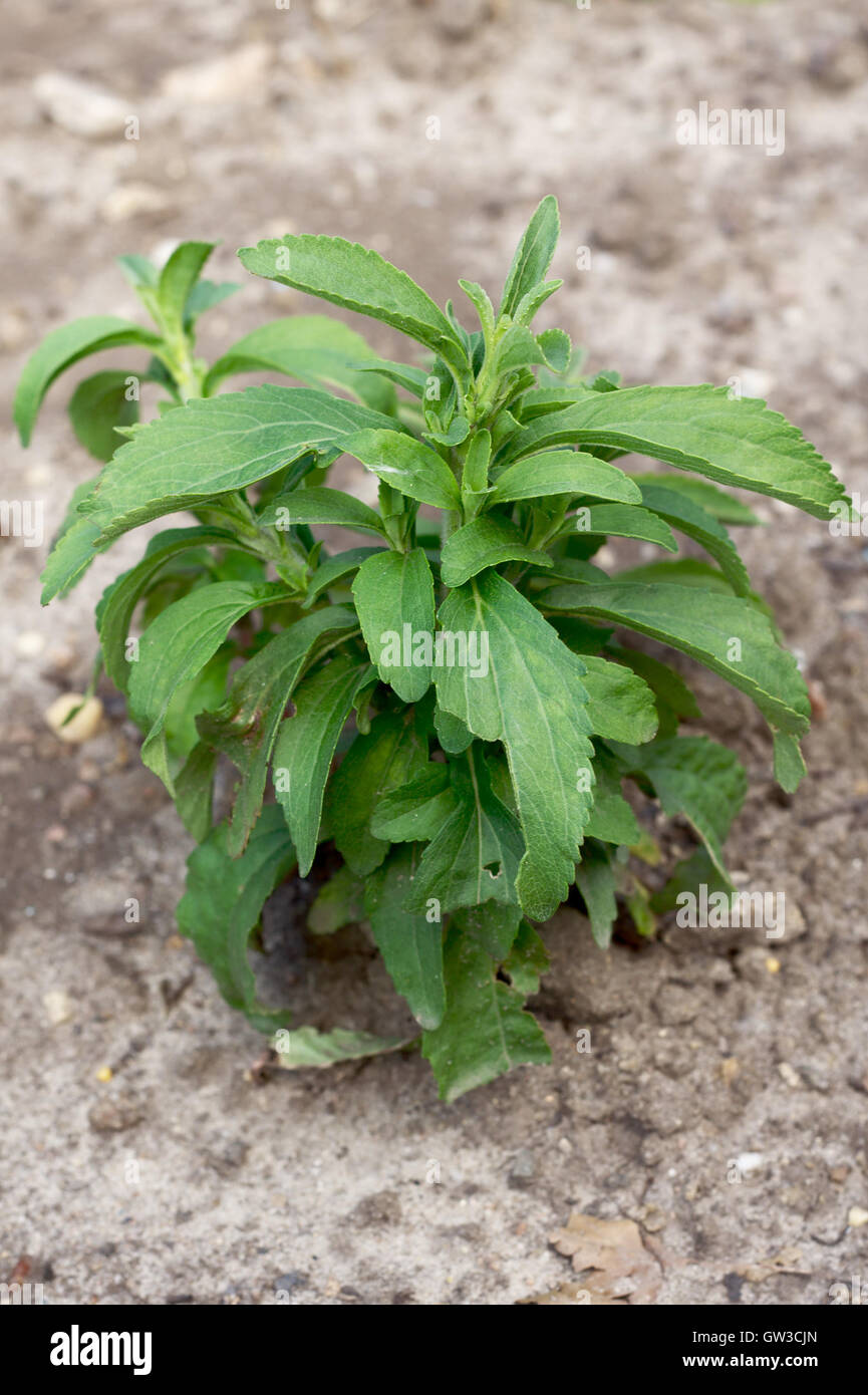 Stevia rebaudiana Stock Photo Alamy