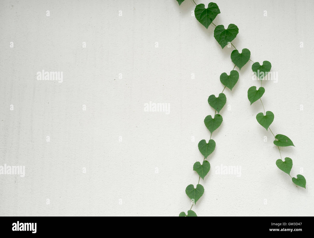 Heart shaped leaves hi-res stock photography and images - Alamy