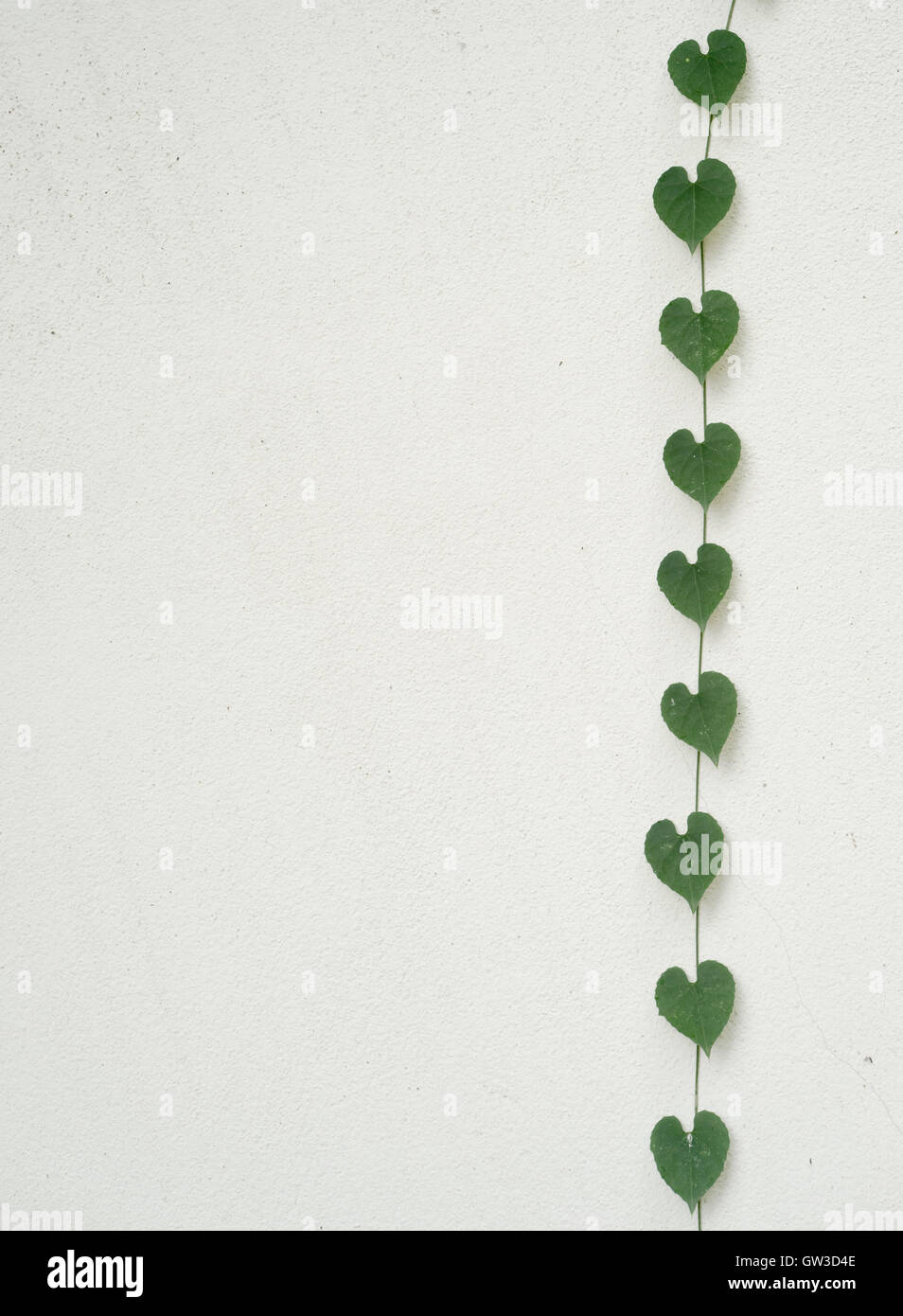 green heart shaped leaves on white wall Stock Photo - Alamy